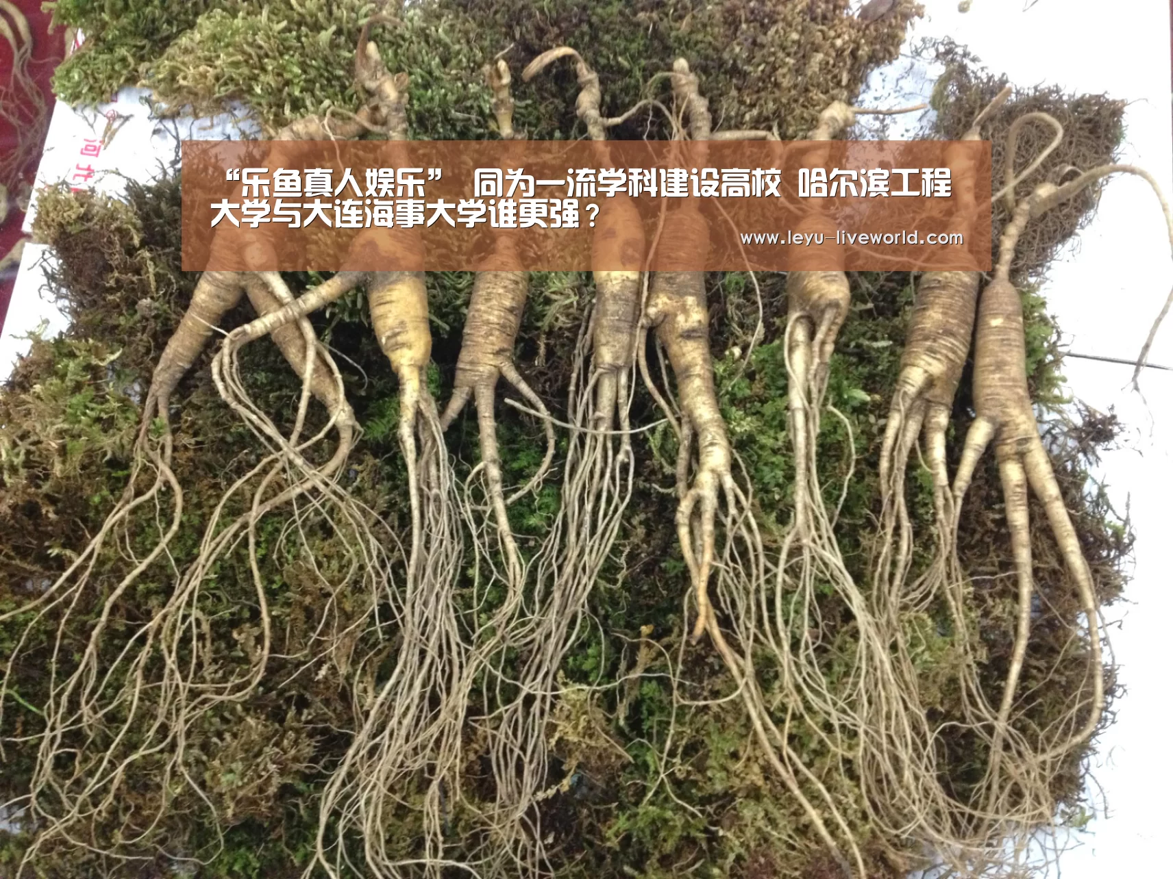 乐鱼体育赛事直播